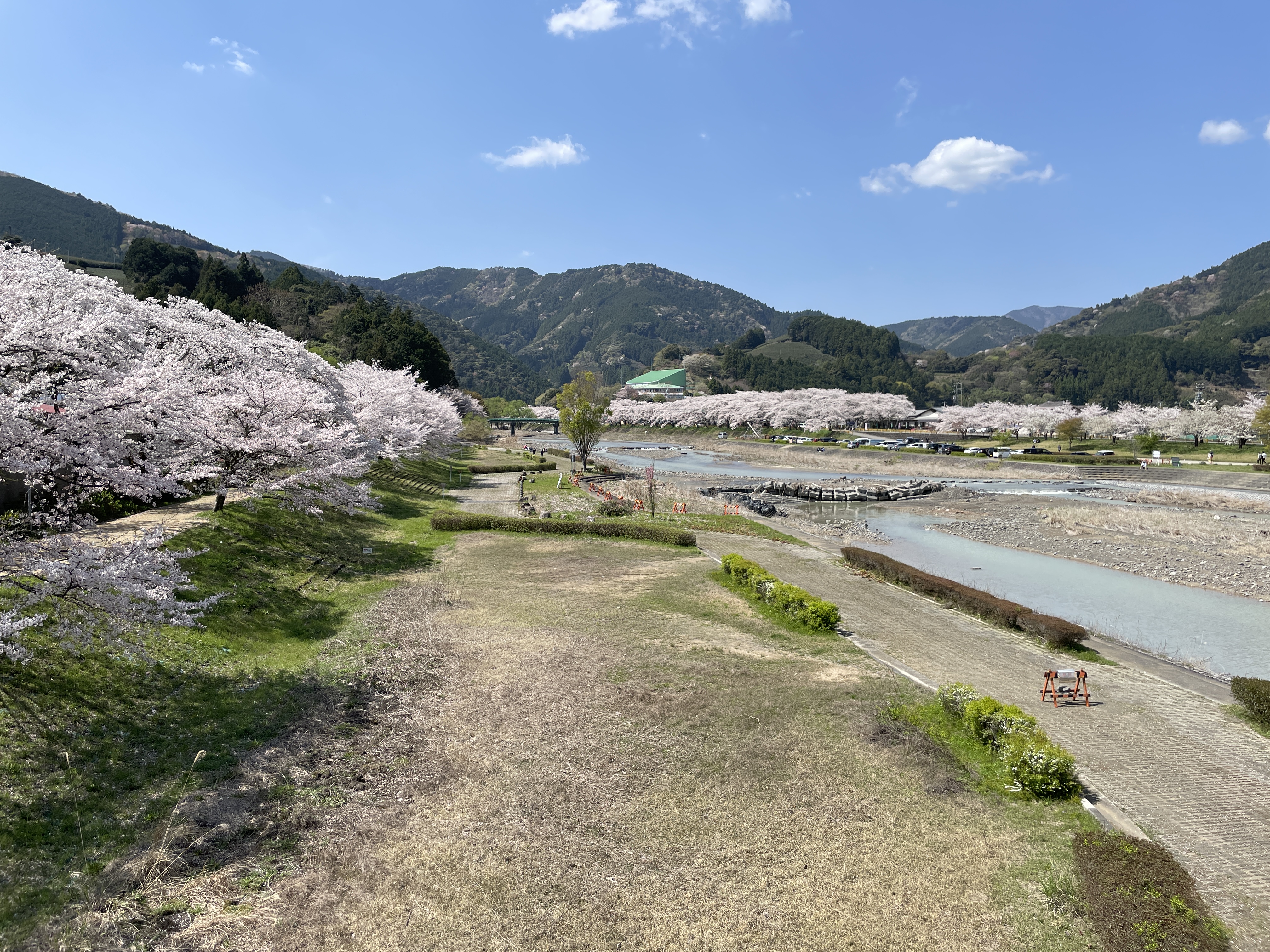 家山駅周辺の桜