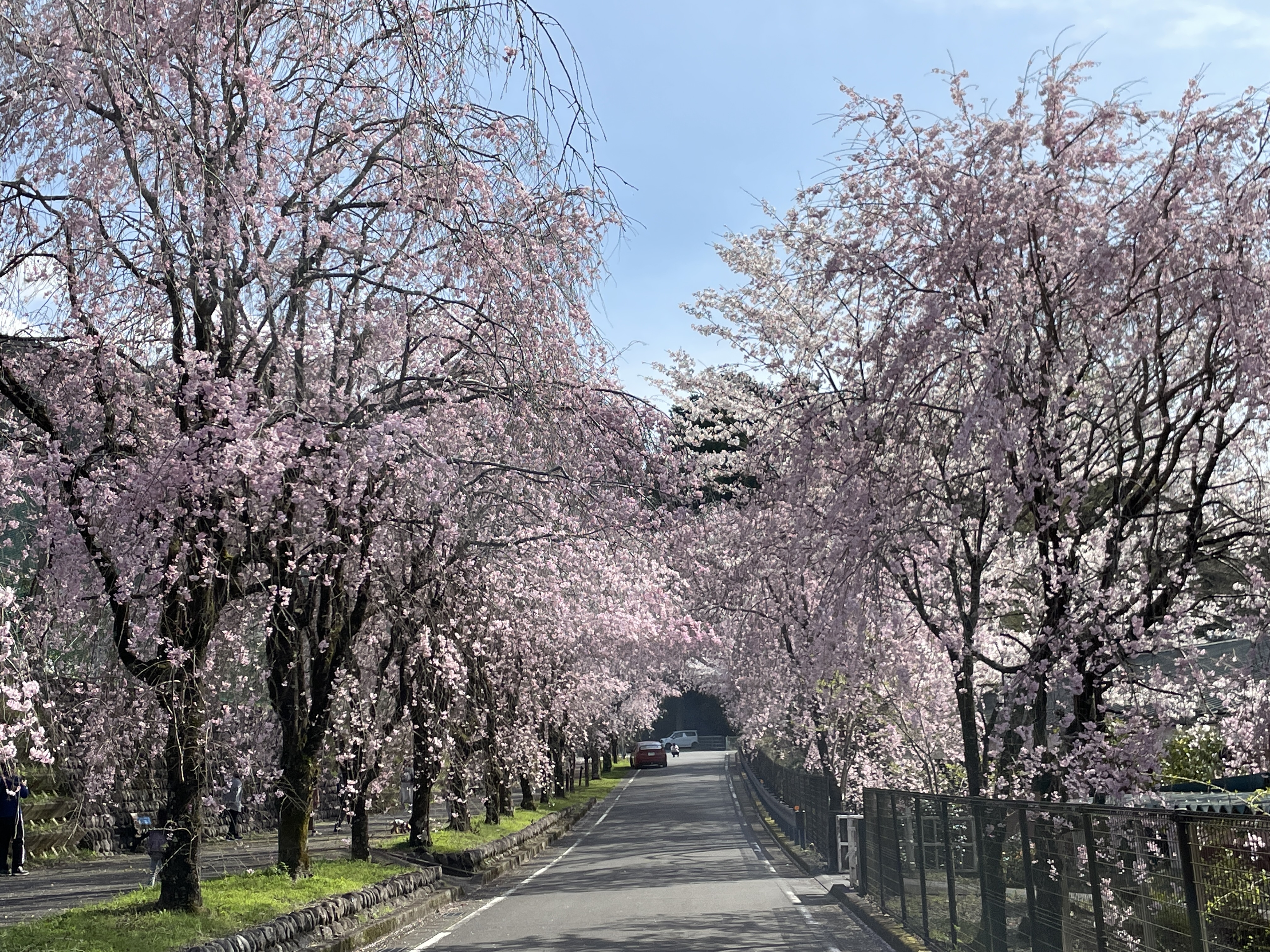 徳山の枝垂桜